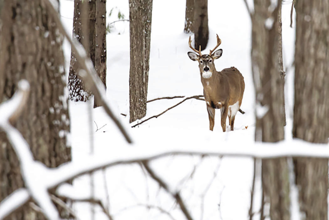 DEER